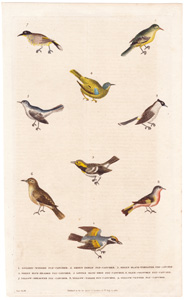 Flycatchers